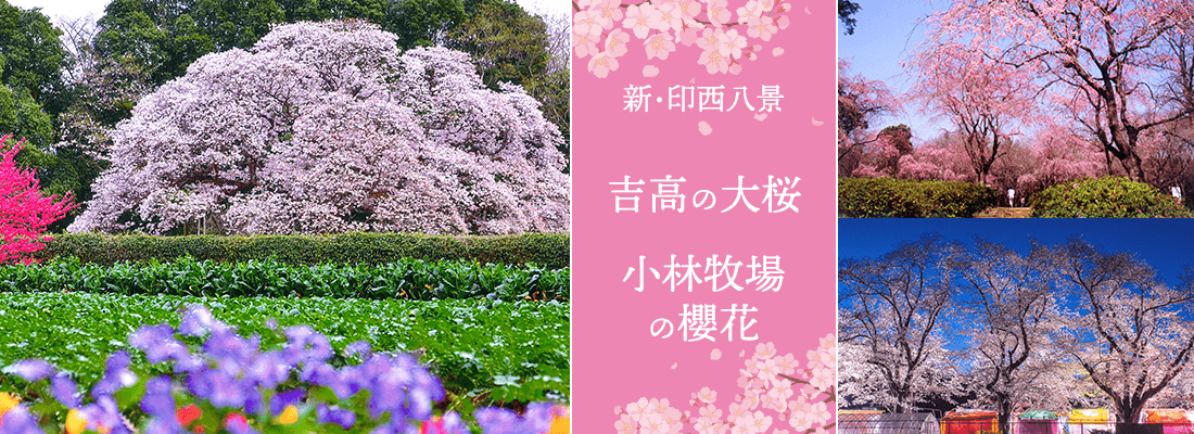 小林牧場の櫻花・吉高の大桜