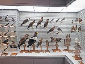 我孫子市鳥の博物館 「日本の鳥コーナー　収蔵標本公開」