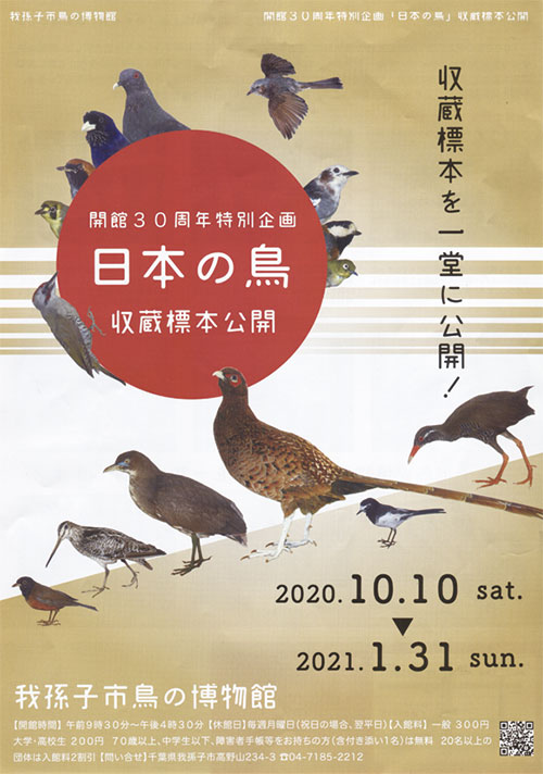 我孫子市鳥の博物館　開館30周年特別企画　日本の鳥　収蔵標本公開