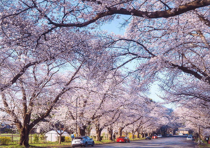 春の訪れを告げる印西八景の桜 〜印西市観光協会の桜まつり開催〜
