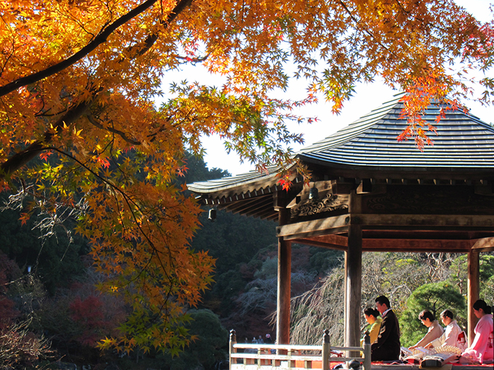 令和5年11月11日（土）〜26日（日）開催<br> 第24回　成田山公園紅葉まつり