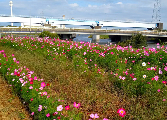 川の停車場コスモス畑